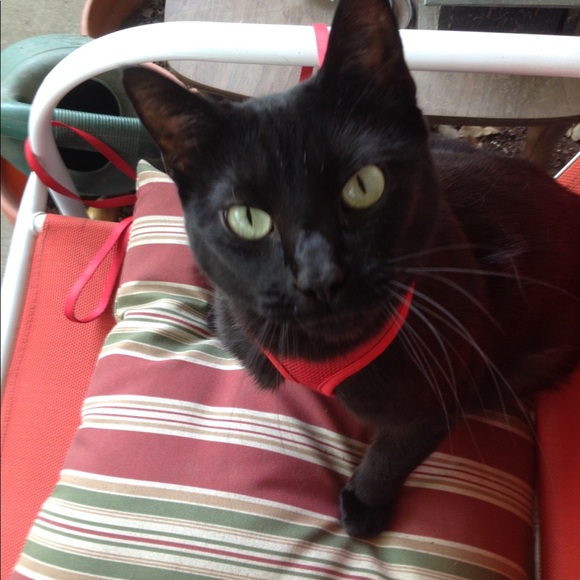 Meet your Posher, Julie - Picture 3 of 5